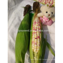 CO07 Baizi f1 hybrid purple-white mix waxy sweet corn seeds